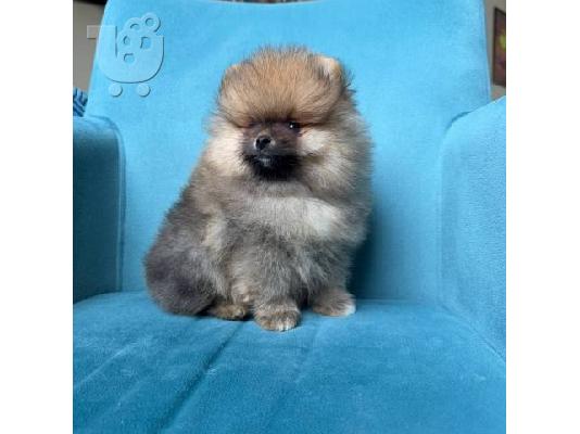 Pomeranians, όμορφα κουτάβια